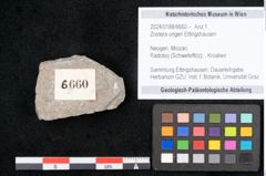 Foto (Objekt + Etikett) von Zostera ungeri Ettingshausen (NHMW-GEO-2024-0188-6660)